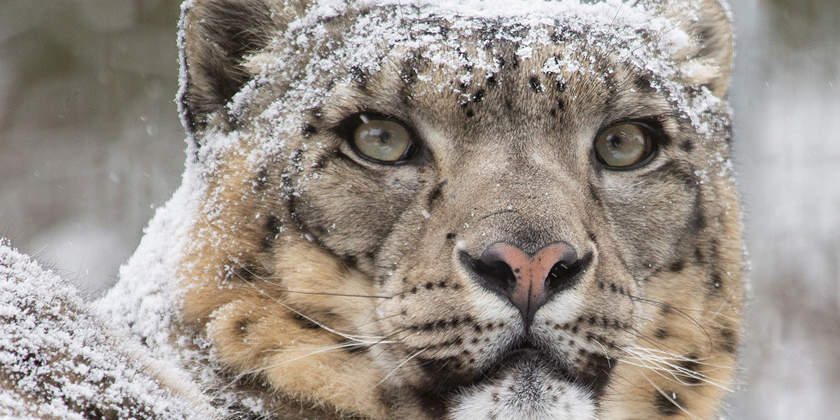 Snow leopard conservation