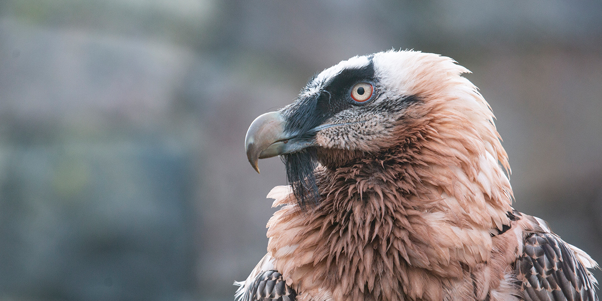 Bearded vulture conservation